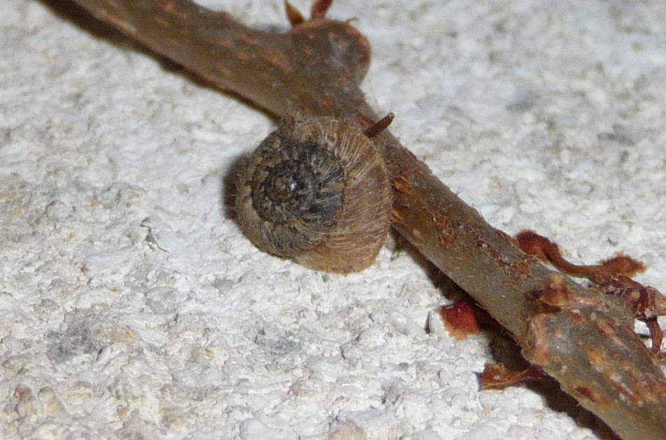 Xerotricha conspurcata in Veneto