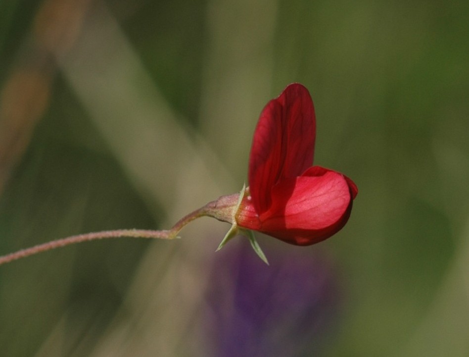 Lathyrus setifolius / Cicerchia capillare