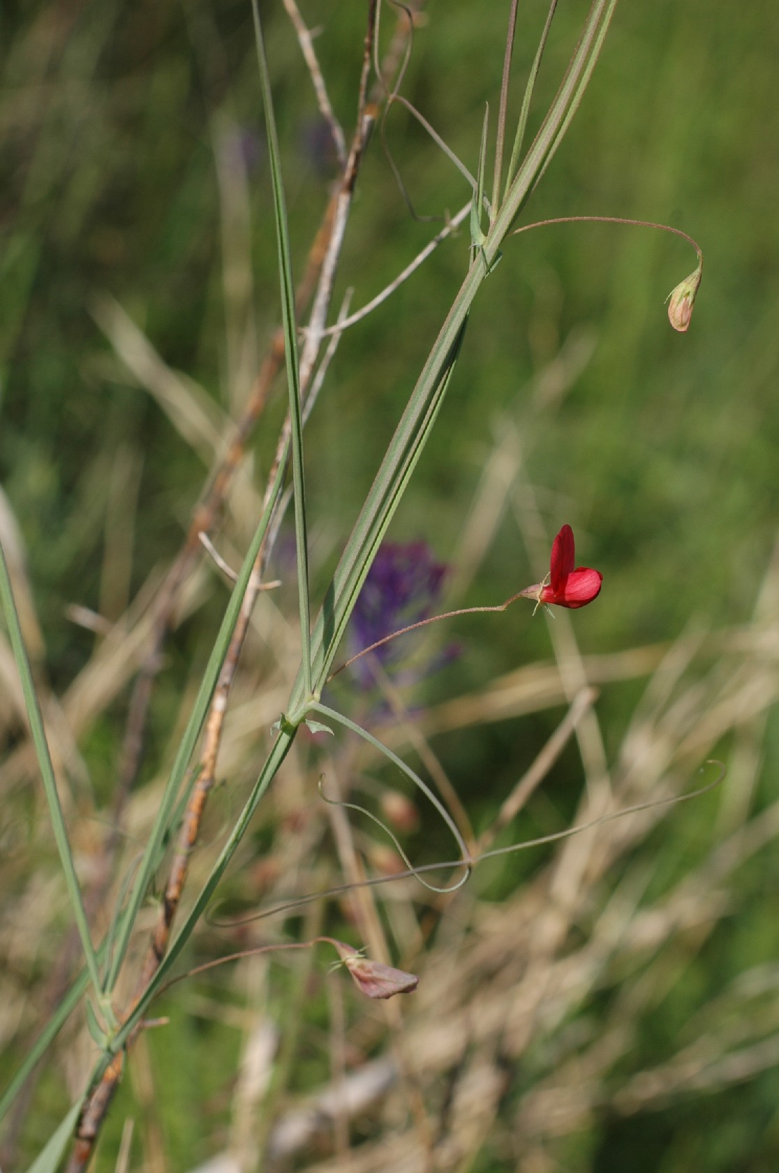 Lathyrus setifolius / Cicerchia capillare