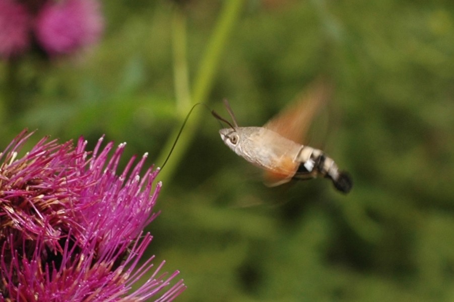 frequenza del battito in Macroglossum stellatarum