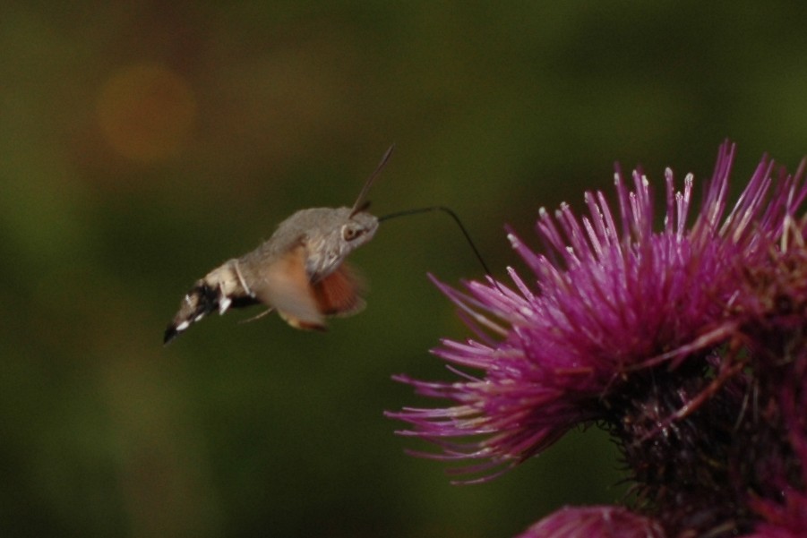 frequenza del battito in Macroglossum stellatarum