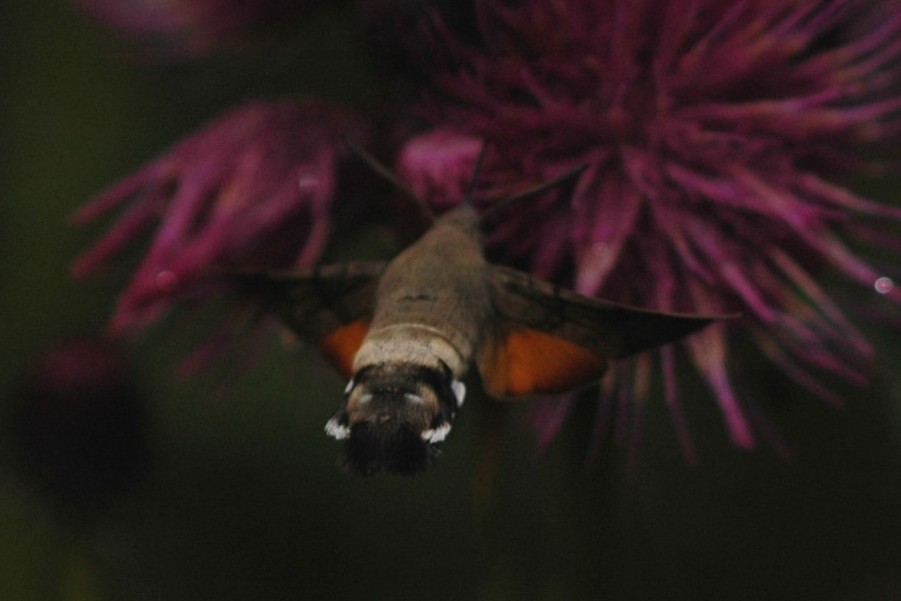 frequenza del battito in Macroglossum stellatarum