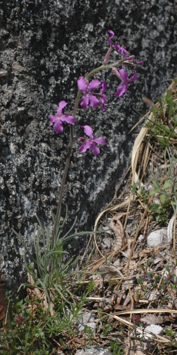 Matthiola fruticulosa subsp. valesiaca