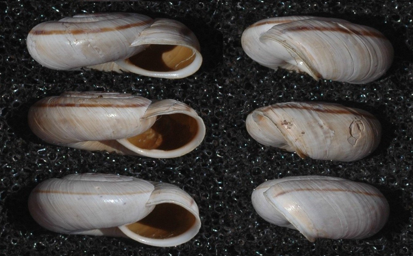 Chilostoma cingulatum nicolisianum