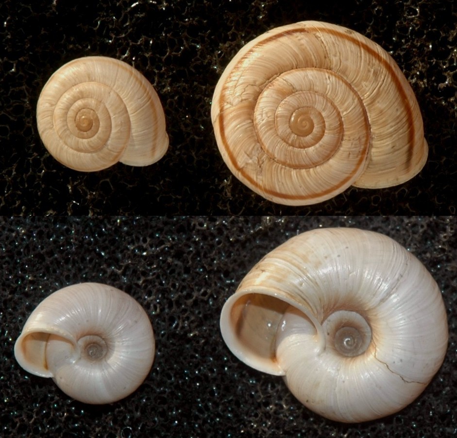 Chilostoma cingulatum nicolisianum