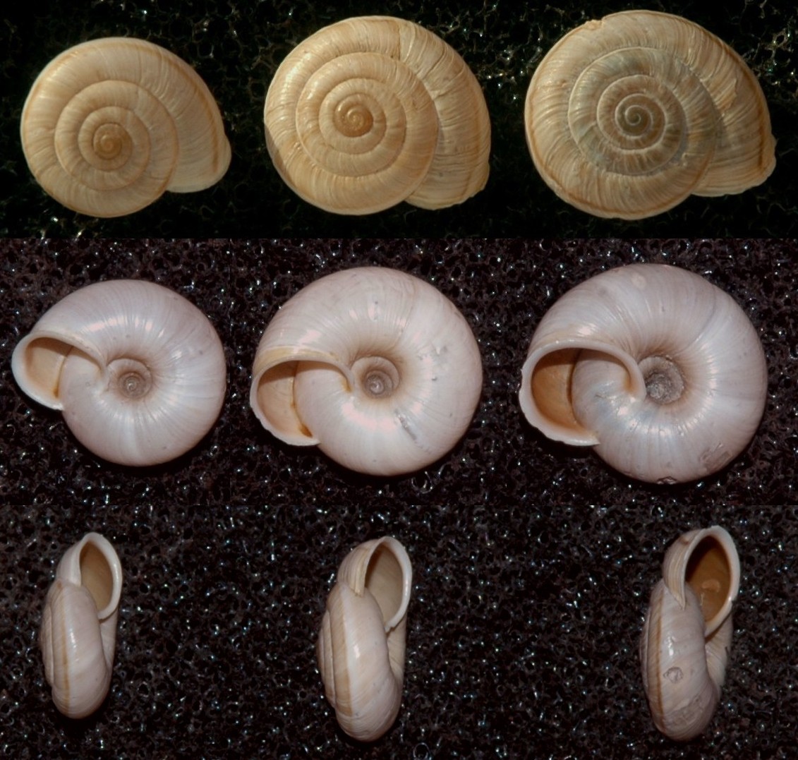 Chilostoma cingulatum nicolisianum