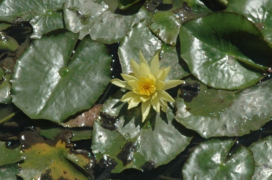 ninfee padovane - Nymphaea alba