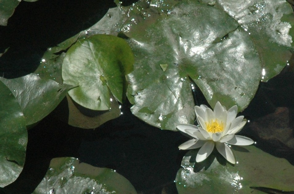 ninfee padovane - Nymphaea alba