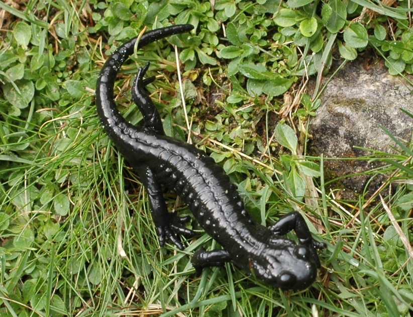 Salamandra alpina  (Salamandra atra)