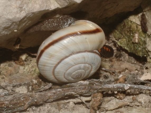 Chilostoma cingulatum transiens (Adami 1886)