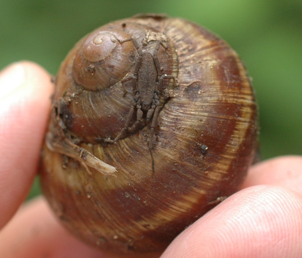 predazione in Helix pomatia