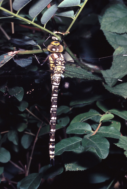 conferma id vecchie foto (6) - Aeshna cyanea