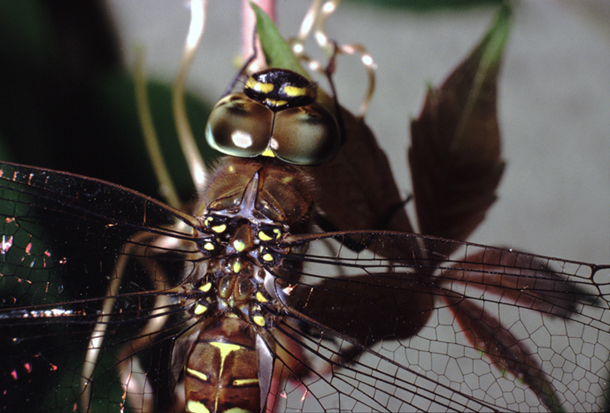 aiuto id vecchie foto (5) - Aeshna mixta