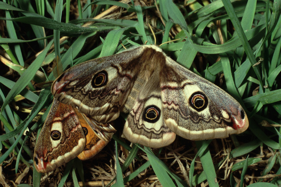 pavonia o pavoniella