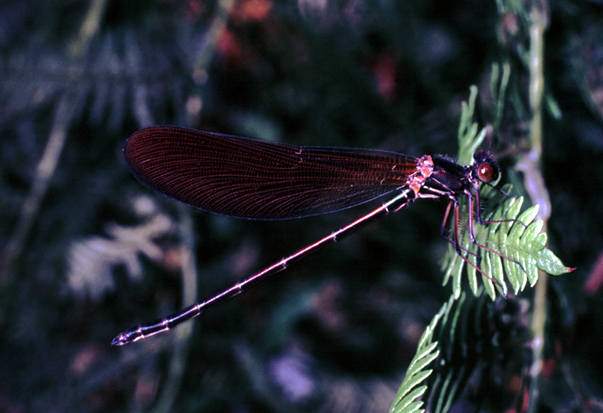 aiuto id vecchie foto (3) - Calopteryx haemorrhoidalis imm.