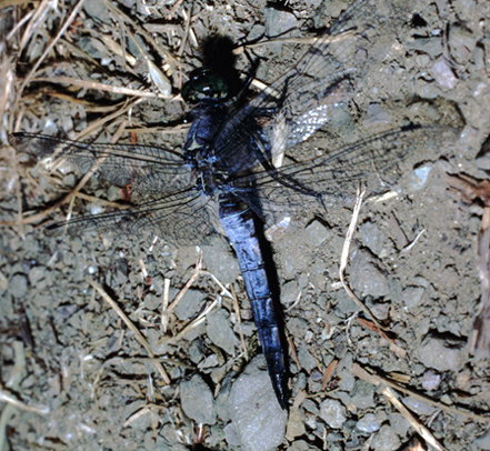 dubbio orthetrum... cancellatum