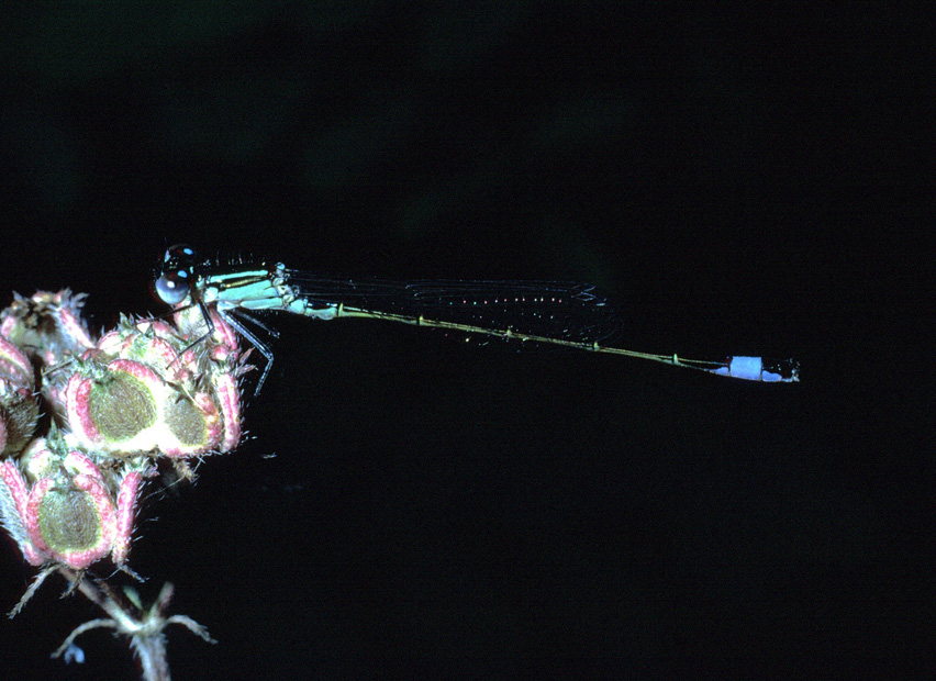 aiuto id vecchie foto (7) - Ischnura elegans (maschio)