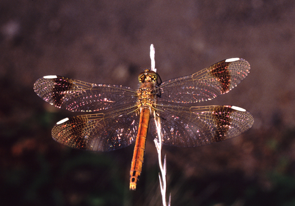 aiuto id vecchie foto (4) - Sympetrum pedemontanum