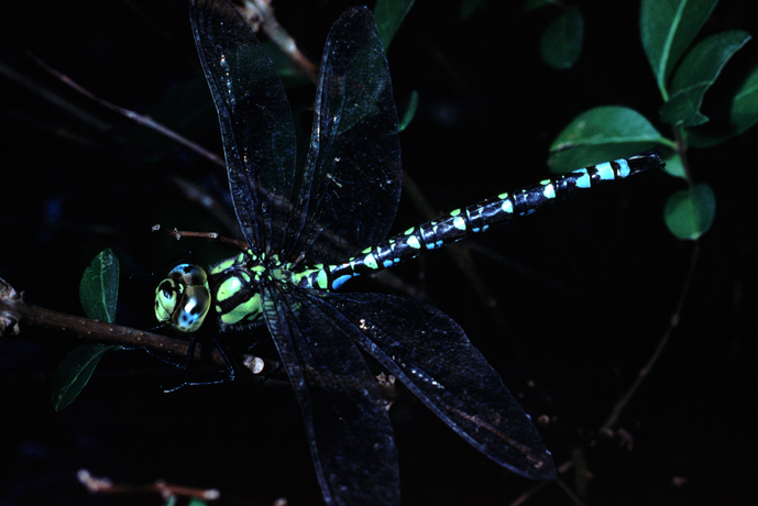 conferma id vecchie foto (6) - Aeshna cyanea