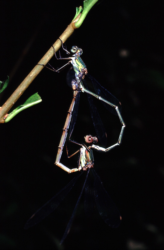 aiuto id vecchie foto (8) - Chalcolestes viridis (coppia)