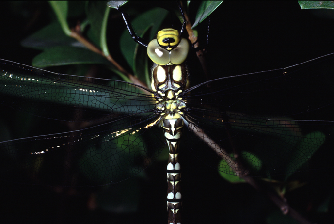 conferma id vecchie foto (6) - Aeshna cyanea