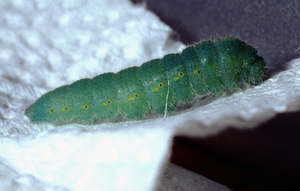 bruco e crisalide di Pieris rapae