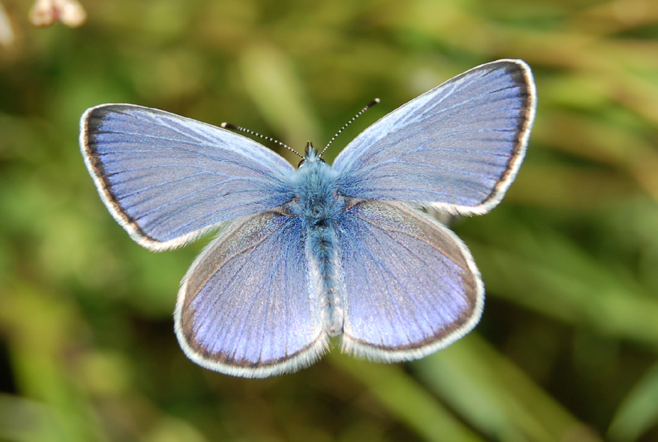 Polyommatus icarus?