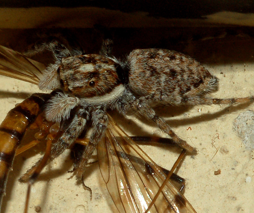 Menemerus sp.