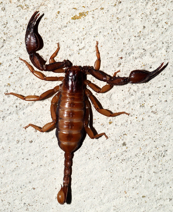 Euscorpius sp.