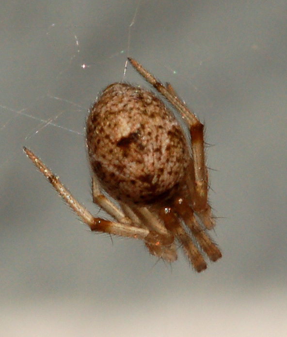 Achaearanea sp. o Parasteatoda tepidariorum