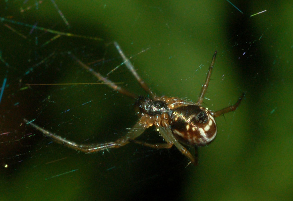 Linyphiidae