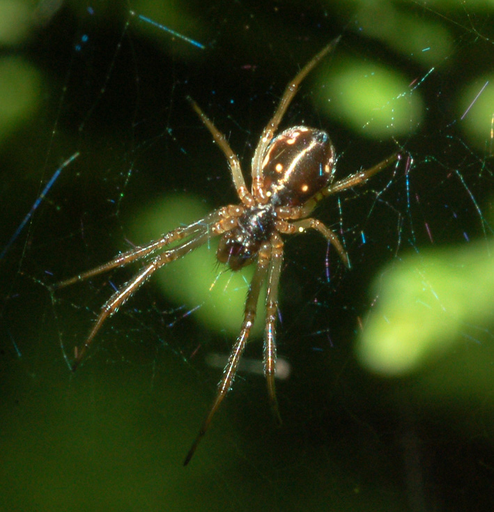 Linyphiidae