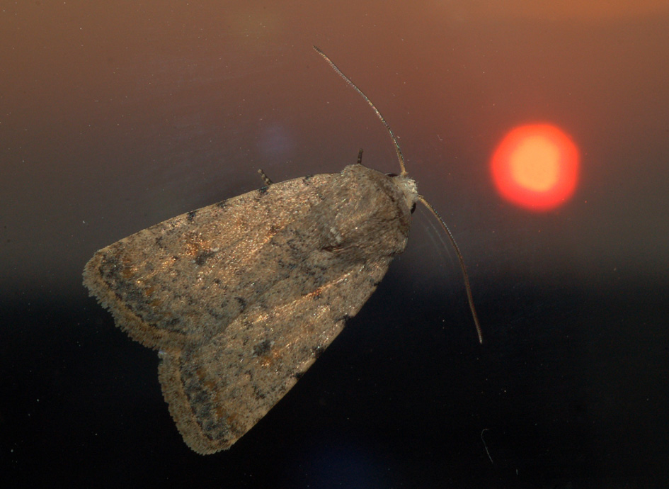 Paradrina clavipalpis ...al tramonto!