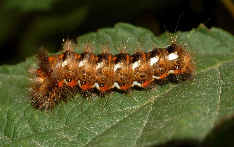 Bruco di Acronicta rumicis