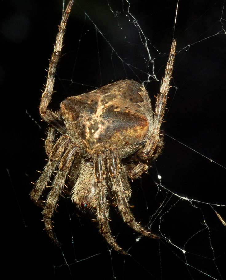 Araneus angulatus