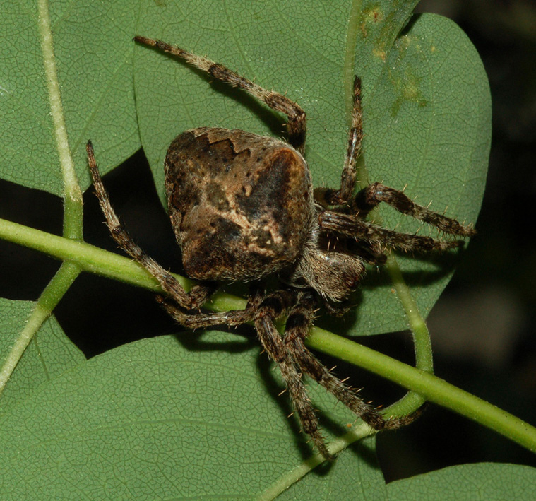 Araneus angulatus