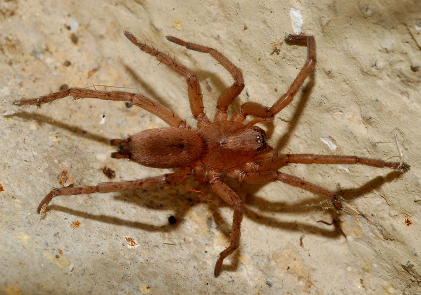 Drassodes sp.