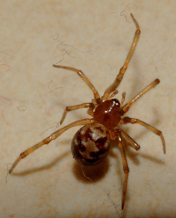 Steatoda triangulosa