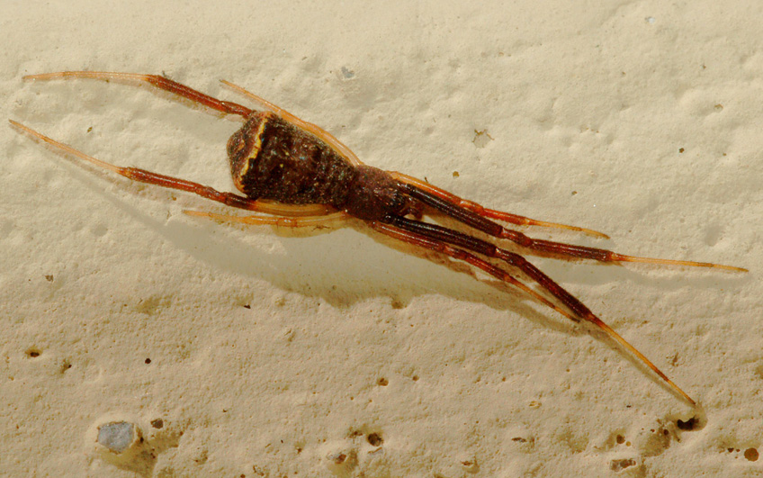 Episinus sp.