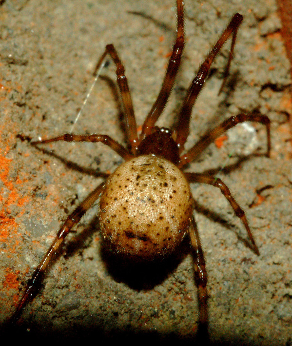 Achaearanea sp. o Parasteatoda tepidariorum