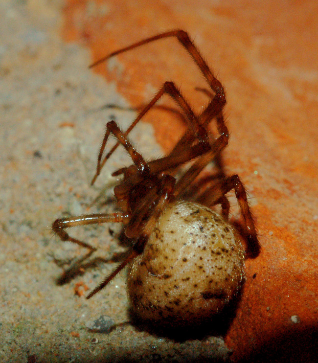 Achaearanea sp. o Parasteatoda tepidariorum