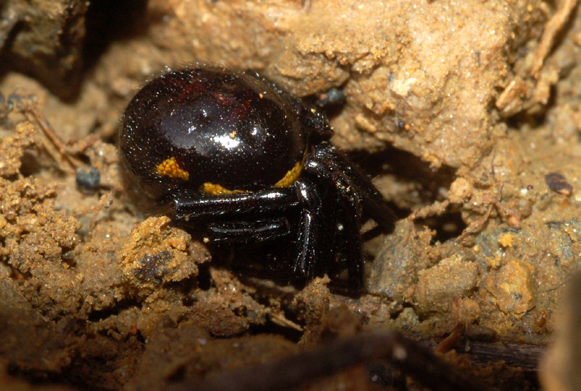 Steatoda paykulliana