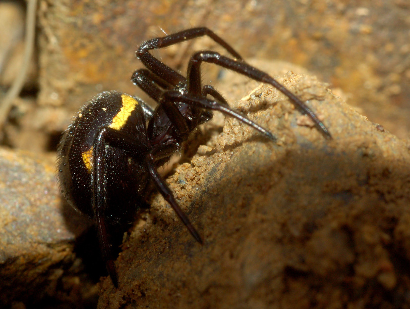 Steatoda paykulliana