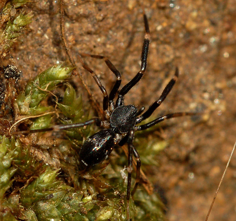 Liophrurillus flavitarsis (Corinnidae)