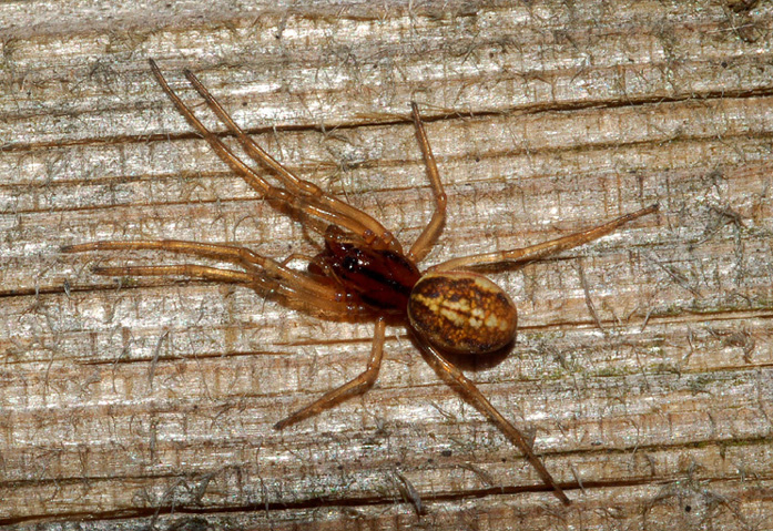 Pachygnatha sp.