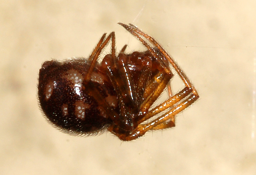 Steatoda triangulosa