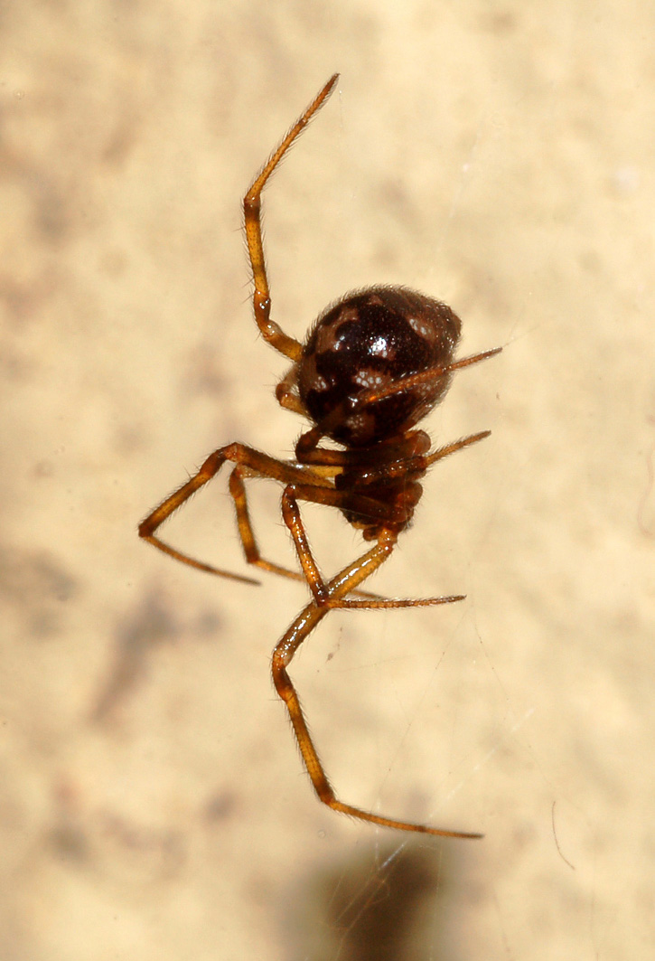 Steatoda triangulosa