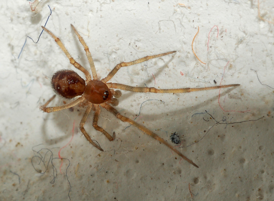 Steatoda triangulosa