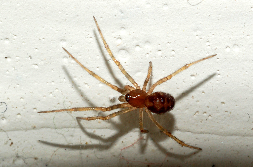 Steatoda triangulosa