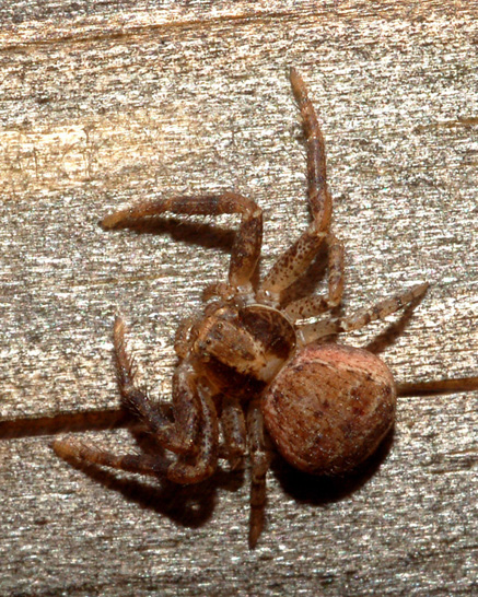 Xysticus sp.